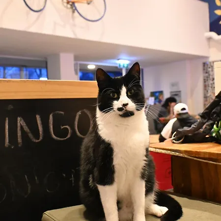 Dutchies Amesterdão