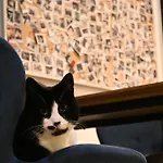 Dutchies Vandrarhem Amsterdam